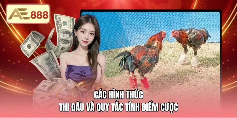 Các thể thức cựa cùng luật tính điểm đá gà AE888